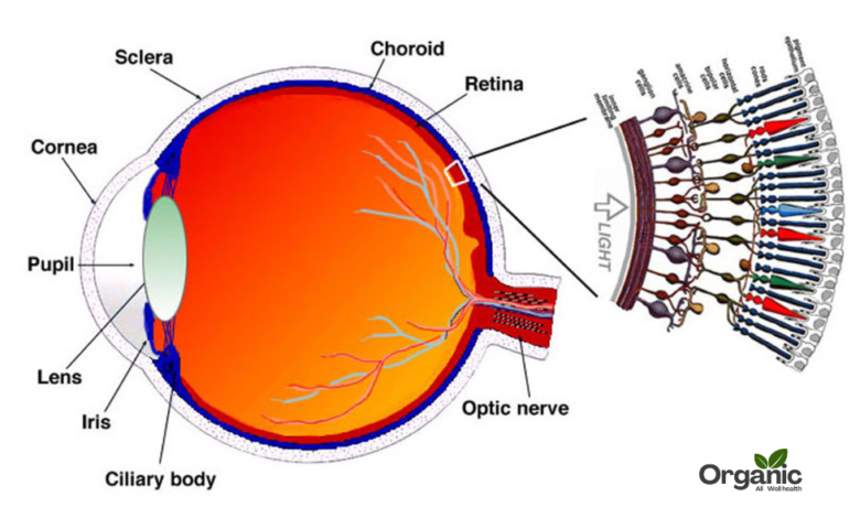 Retinal Vein Occlusion Allwellhealthorganic