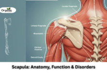 What Is the Scapula Allwellhealthorganic
