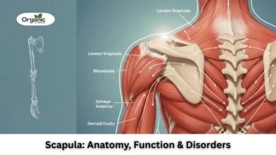 What Is the Scapula Allwellhealthorganic