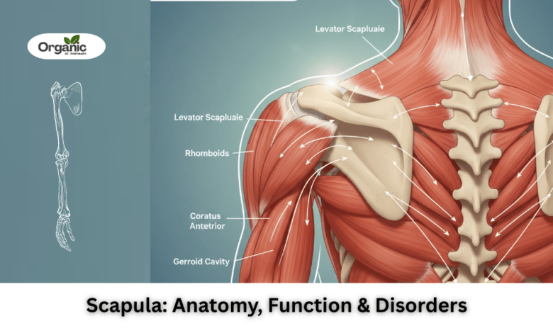 What Is the Scapula Allwellhealthorganic