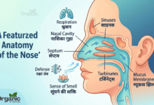 Anatomy of the Nose Allwellhealthorhanic.com wellhealthorganic.com Best Health tips Health Tips