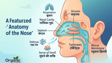 Anatomy of the Nose Allwellhealthorhanic.com wellhealthorganic.com Best Health tips Health Tips