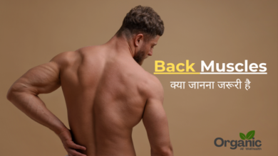 Back Muscles Allwellhealthorhanic.com wellhealthorganic.com Best Health tips Health Tips