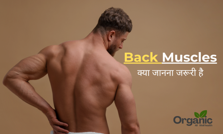 Back Muscles Allwellhealthorhanic.com wellhealthorganic.com Best Health tips Health Tips