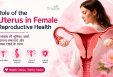Illustration of uterus anatomy and female reproductive health - Role of the Uterus in Female Reproductive Health