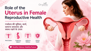 Illustration of uterus anatomy and female reproductive health - Role of the Uterus in Female Reproductive Health