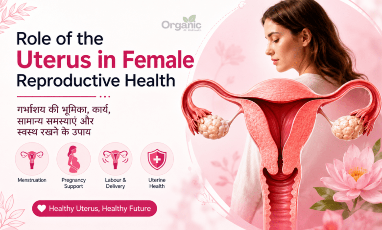 Illustration of uterus anatomy and female reproductive health - Role of the Uterus in Female Reproductive Health