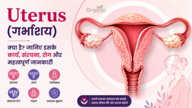 Uterus (गर्भाशय) की संरचना, कार्य, रोग और महिला प्रजनन स्वास्थ्य को दर्शाता मेडिकल इन्फोग्राफिक।