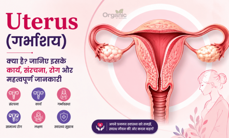 Uterus (गर्भाशय) की संरचना, कार्य, रोग और महिला प्रजनन स्वास्थ्य को दर्शाता मेडिकल इन्फोग्राफिक।