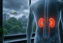 Monsoon infections affecting kidney health illustration showing rain and human kidneys