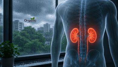 Monsoon infections affecting kidney health illustration showing rain and human kidneys