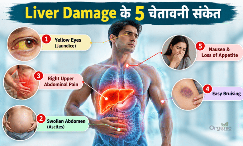 Liver Damage के शुरुआती लक्षण दिखाता हुआ मानव लिवर का मेडिकल चित्र